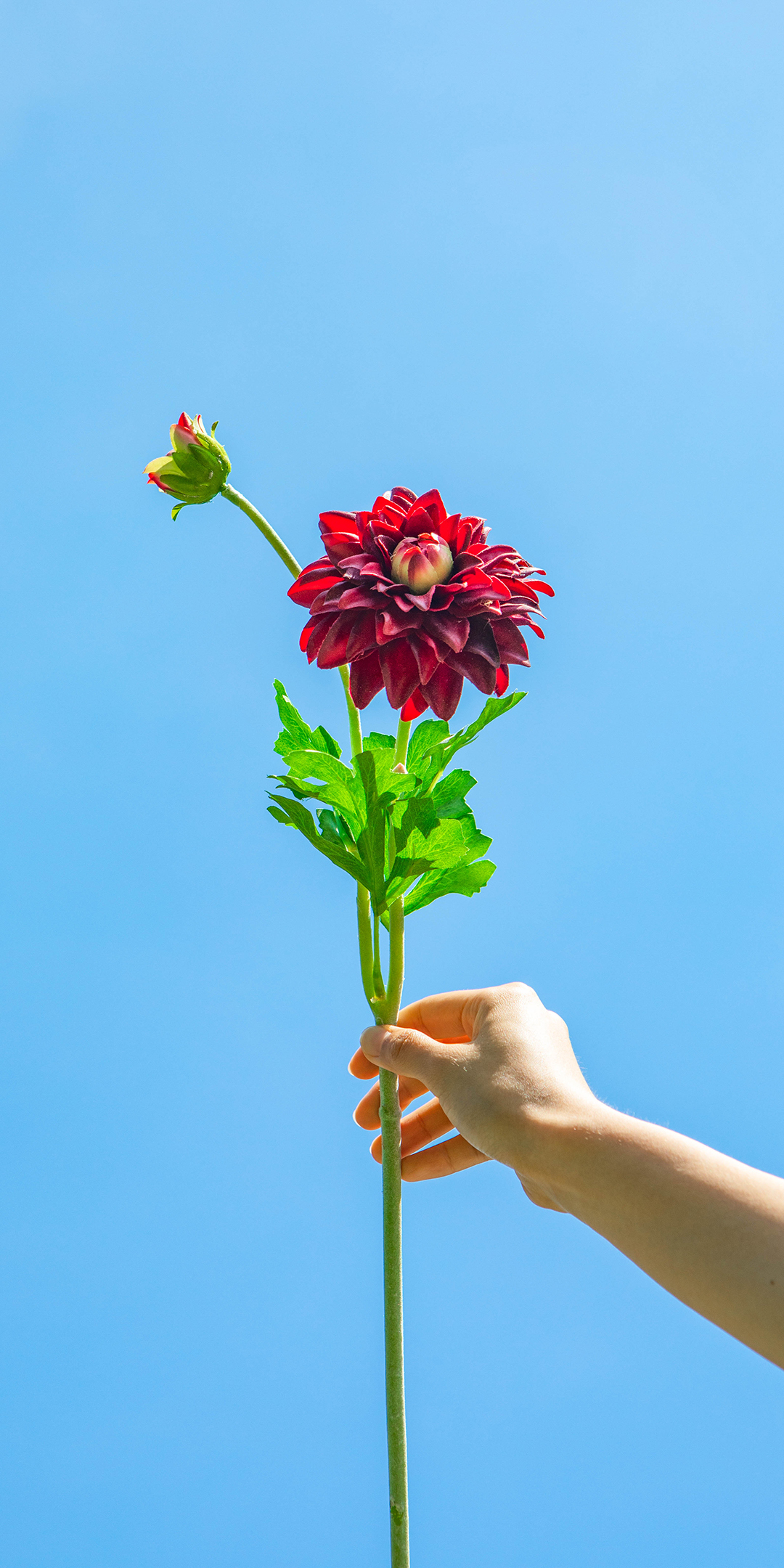 手机型号壁纸图片,169手机壁纸尺寸