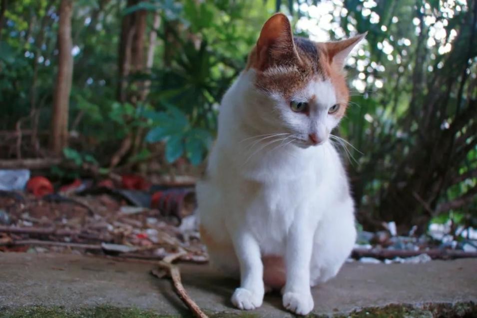 湖北“超美”大学：占地5195亩，宿舍6部电梯，坐拥26栋*物文**建筑和1000株樱花！