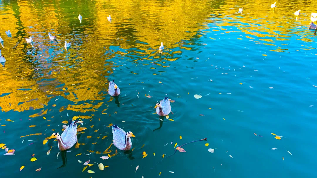 错过了十月的*藏西**，你就错过了这个星球最壮丽的秋色