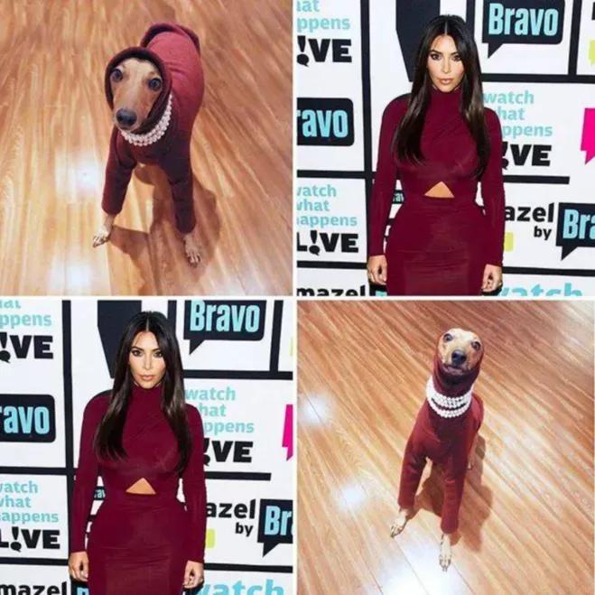 一只流浪狗被收留后成功的逆袭了,一只被遗弃狗狗的逆袭之路