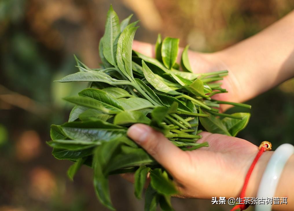 普洱茶是越硬越好吗,普洱茶是不是芽头越多越好