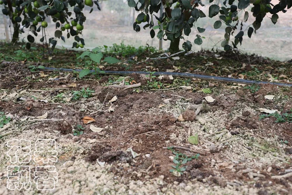 苹果枣，一颗冉冉升起的水果新星