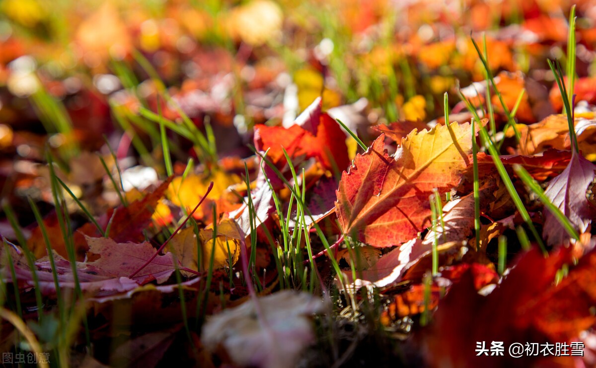 涓冪粷鍒濆啲绾㈠彾,鍘熷垱鍒濆啲绾㈠彾涓冪粷