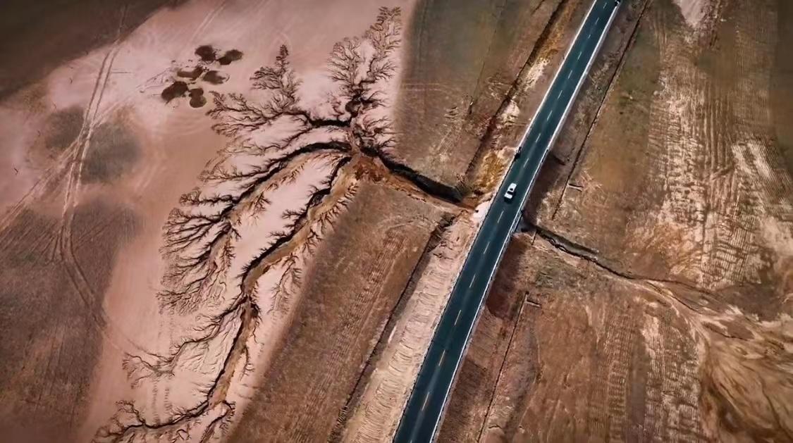 藏西的风景,西藏最美的树