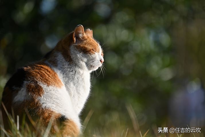 尼康z100-400与4004.5对比,尼康z100-400拍什么