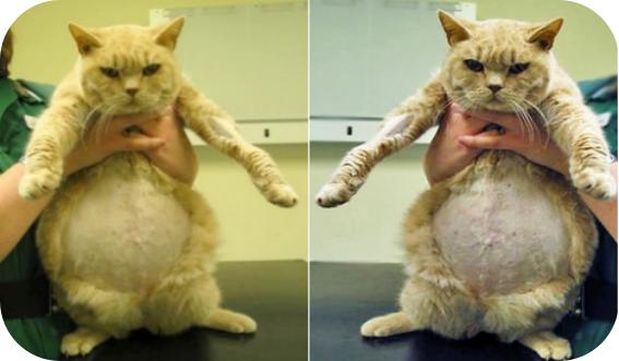 猫传染性腹膜炎后腿无力,传染性腹膜炎猫可以治疗吗