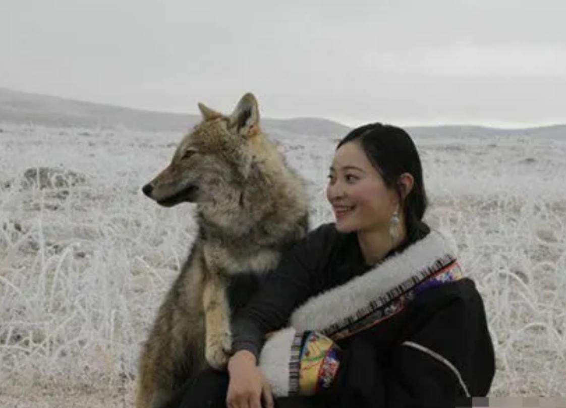 12年前把狼带回家当儿子,12年前成都女孩把狼儿带回家