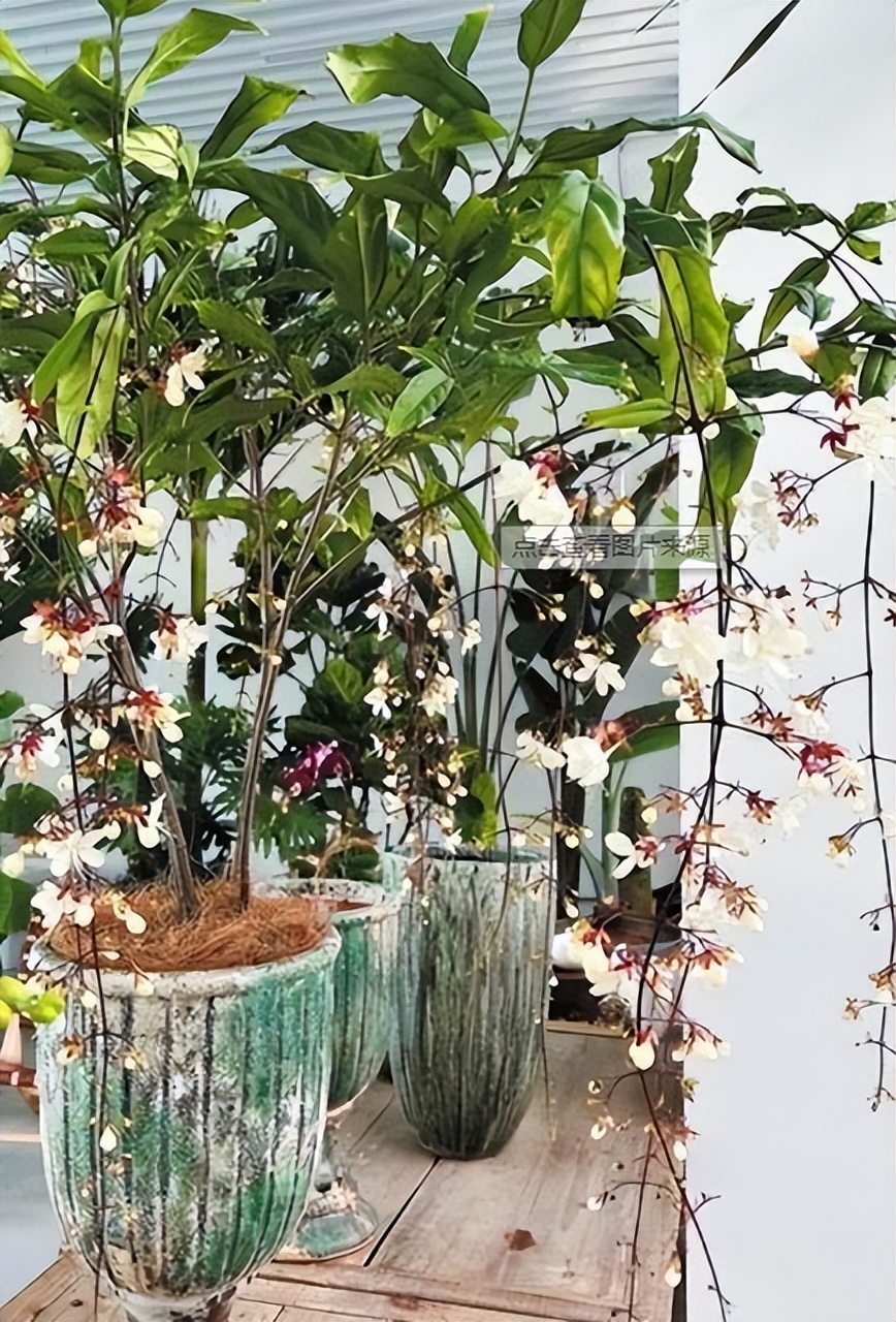 十大适合懒人种植的花,适合家庭种植的观赏花