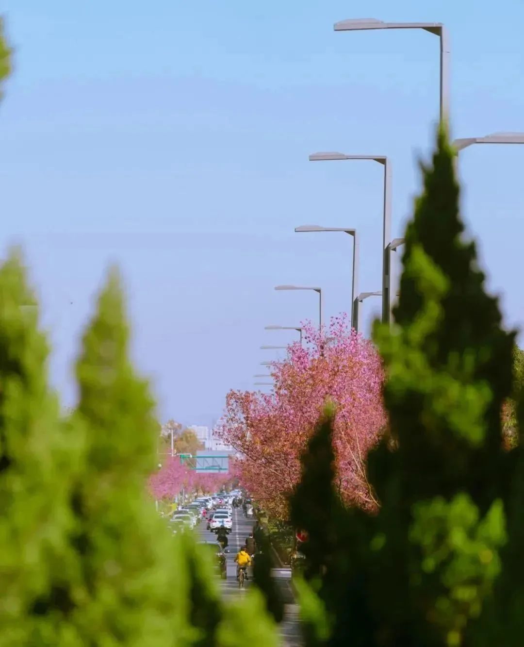 开了！开了！昆明陷入樱花海，粉色海洋铺天盖来袭