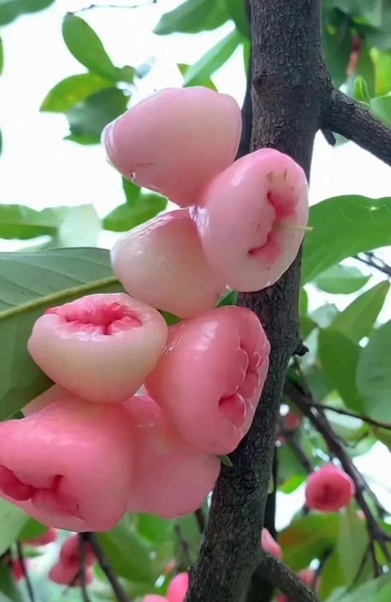 鐡滄灉椋橀澶忔棩鐐庣値,澶忔棩鐐庣値鐡滄灉椋橀