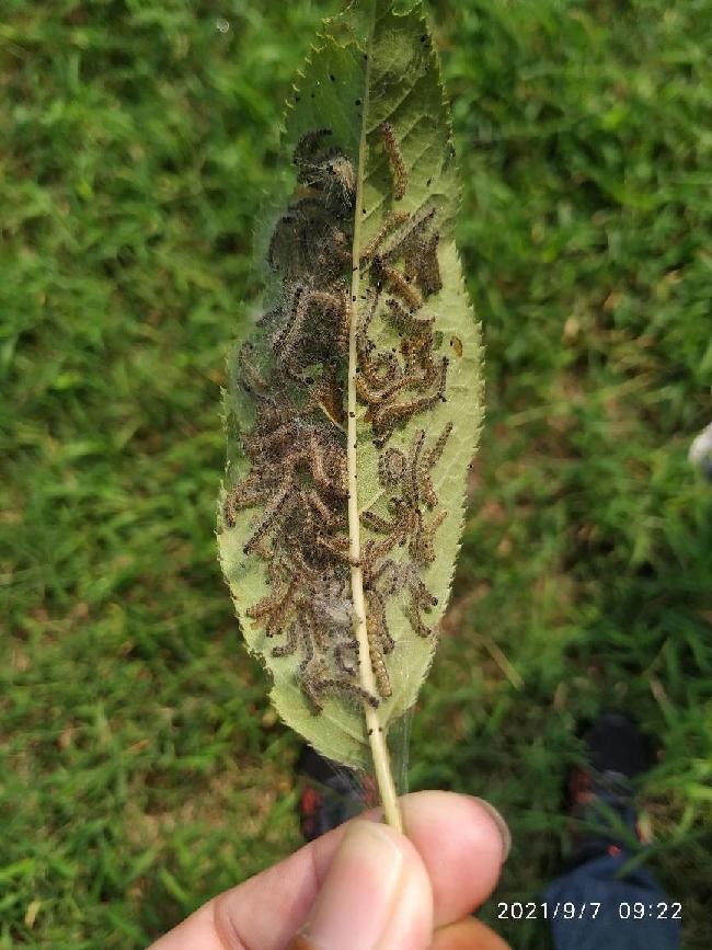 12月份园林绿化养护工作重点,元月份园林养护重点工作