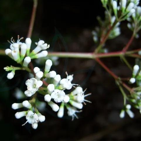 春天十种最美的花名字,花名带冬的有什么花