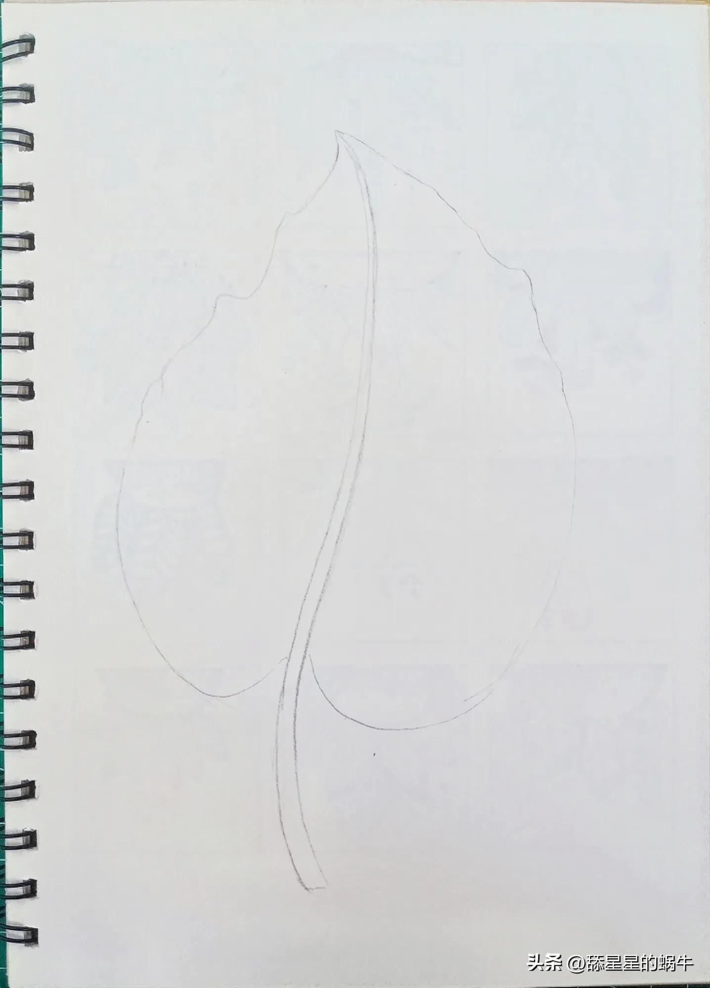 树叶黑白线描画简单花纹,点线面的树叶创意线描