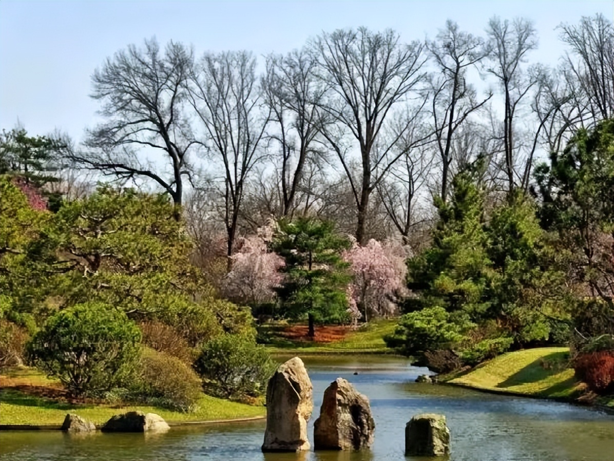 日本枯山水景观,日本枯山水中的树是什么树