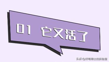 家里踩死的蟑螂，为啥一会儿就自动消失了？