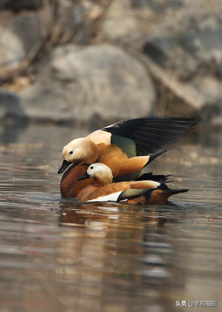 黄色野生鸭子,赤褐麻鸭的图片