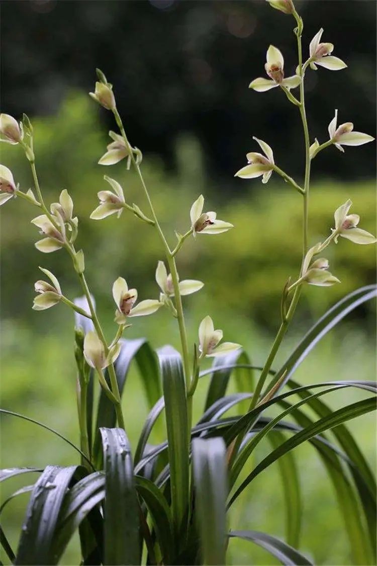 养兰植料要因地制宜,养兰花植料技术管理视频