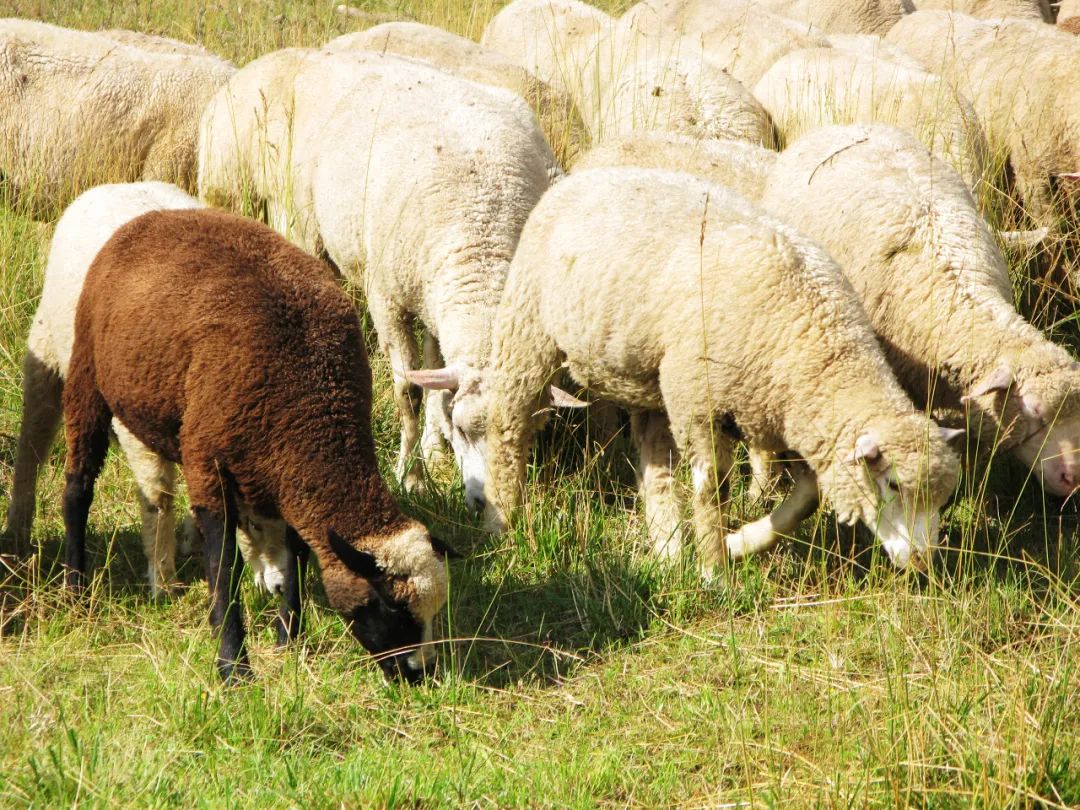 applesandoranges含义,applesandoranges是俚语吗