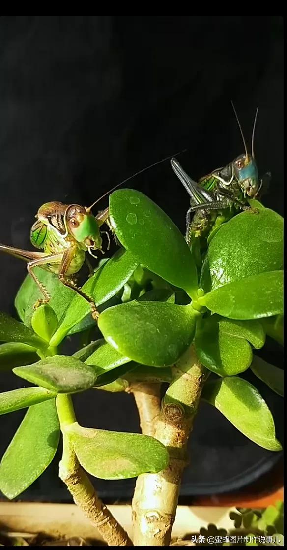 昆虫总动员壁纸,青草昆虫壁纸