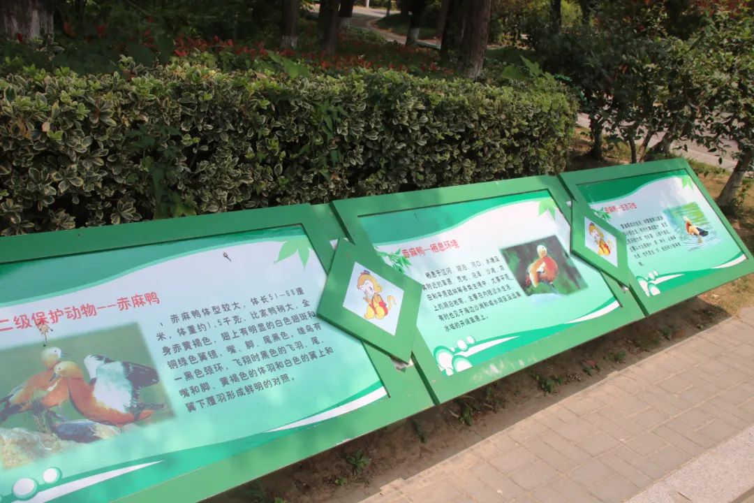 邢台动物园变大了没,淮安动物园开发时间