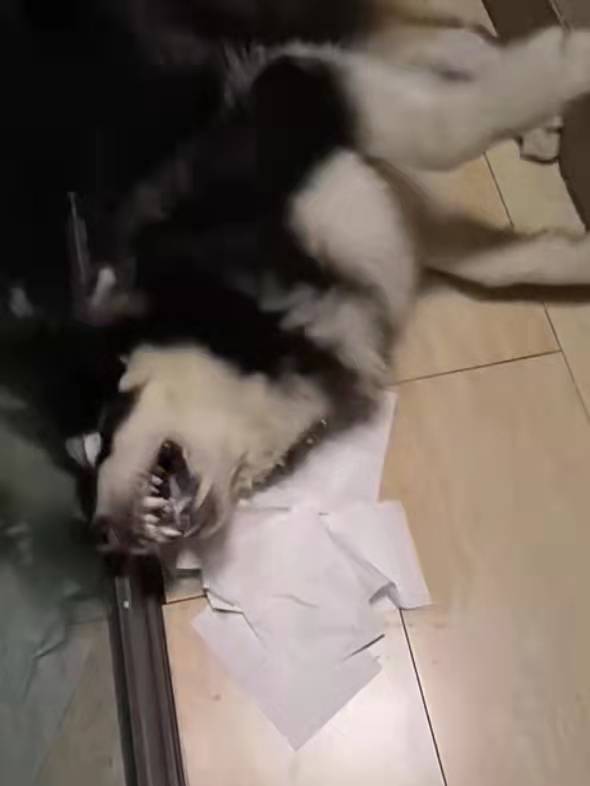 菲尔顿之冬天狗狗一直发抖？六大原因，可能是在向你求救