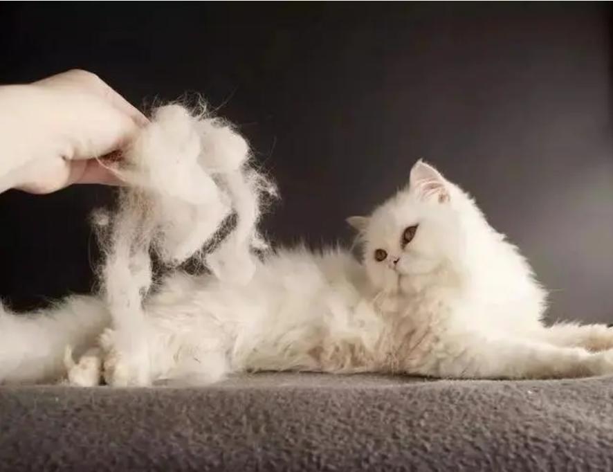 猫咪得了猫癣怎么治疗好得快一些,猫咪得了很严重的猫癣怎么办