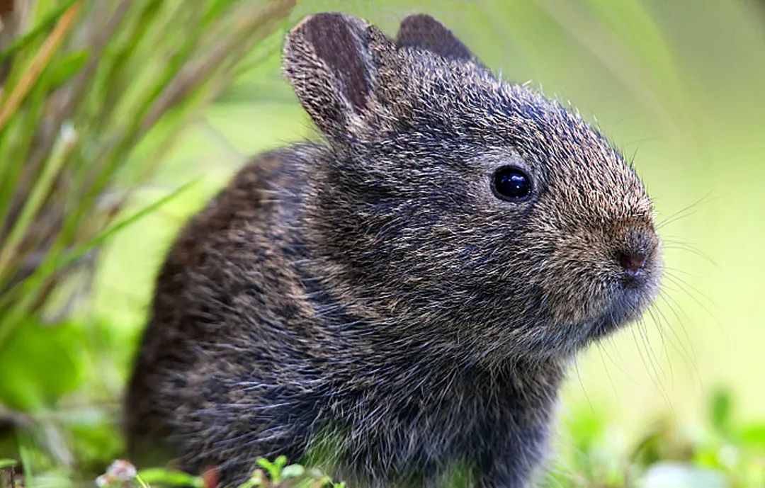 兔年说兔,让我们重新认识一下兔子