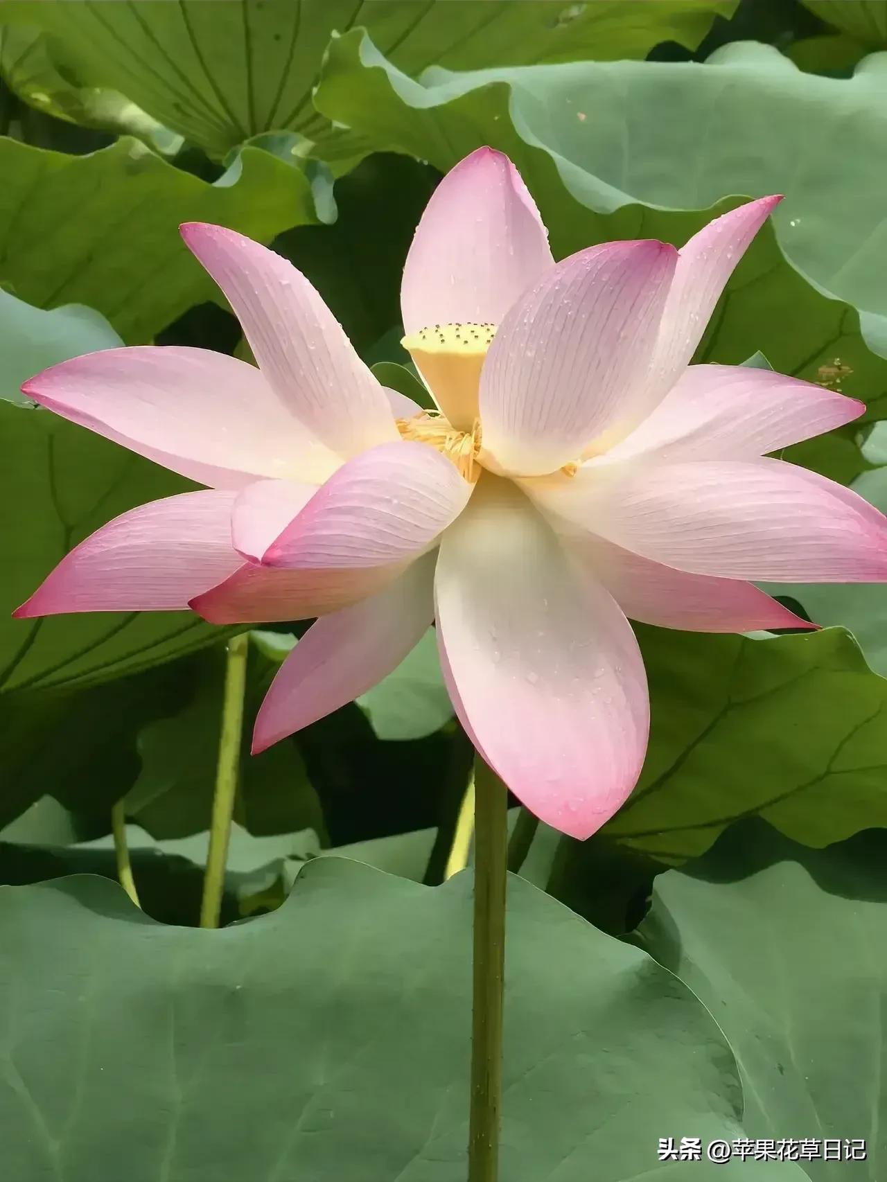 莲花盛开欣赏,绝美的莲花