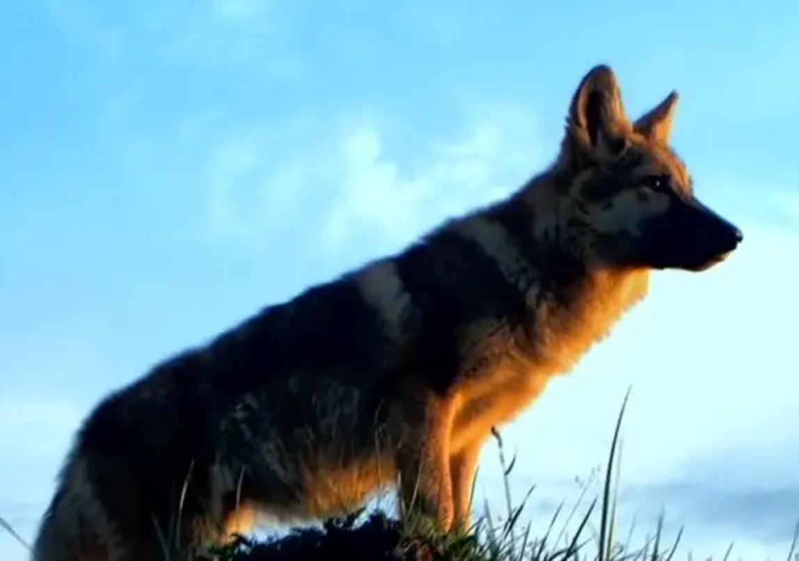 12年前把狼带回家当儿子,12年前成都女孩把狼儿带回家