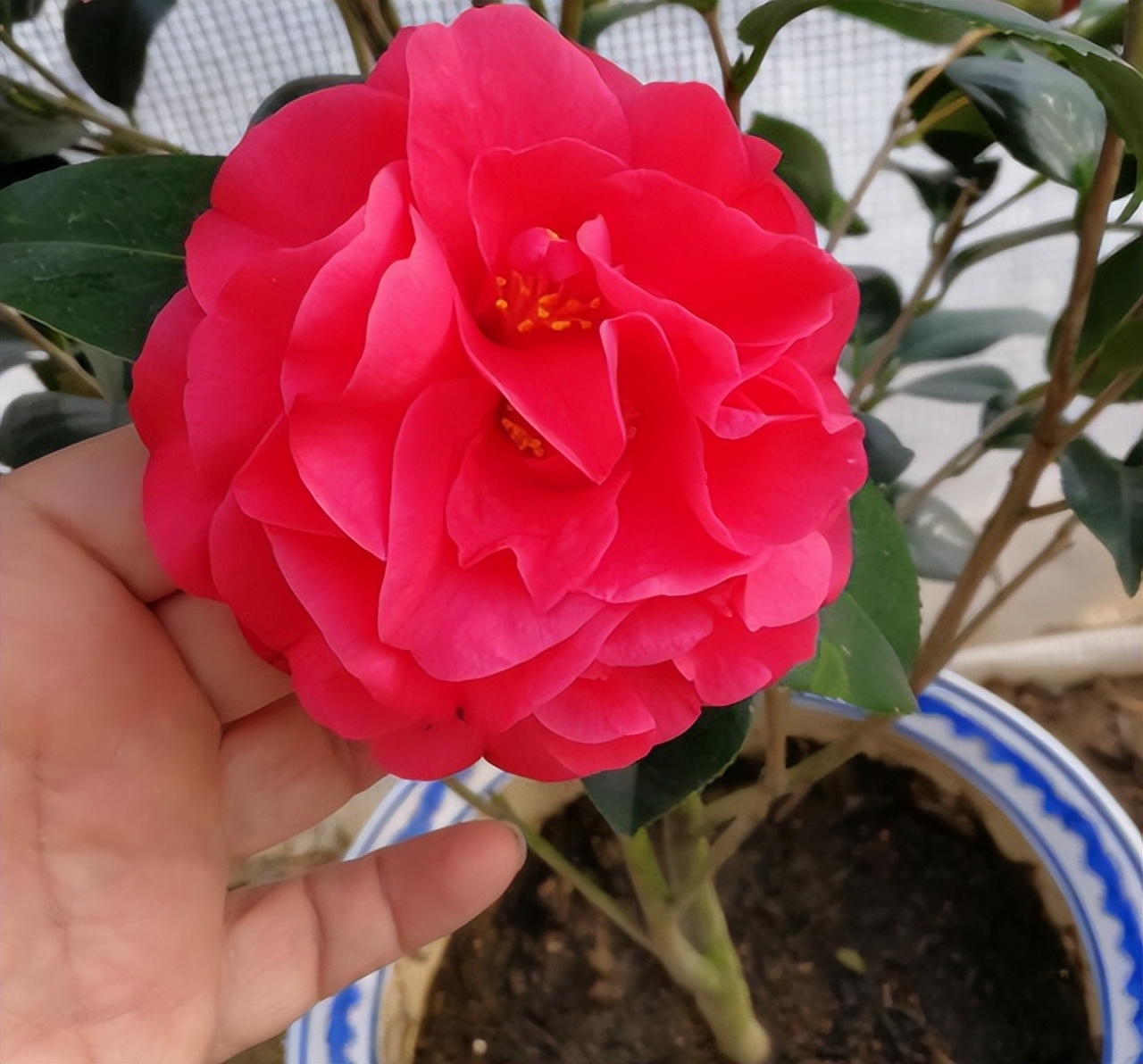 比牡丹美的花,比牡丹还漂亮的茶花