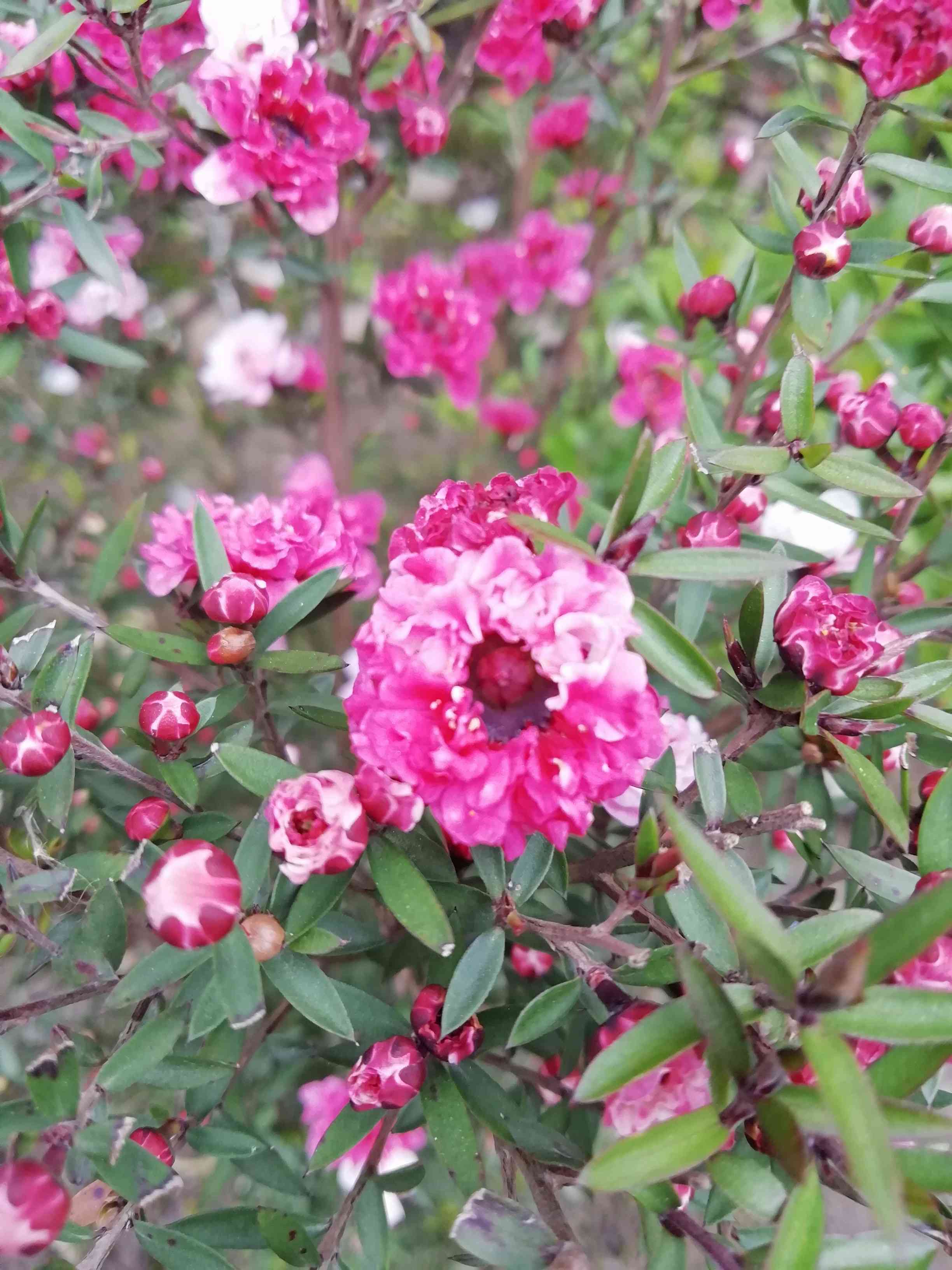 松红梅与松针梅区别,跟松红梅很像的花有什么