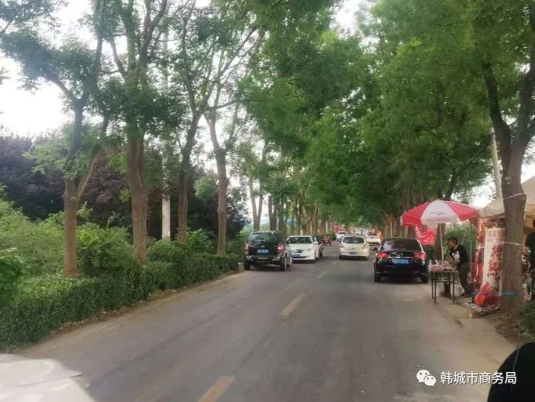 大棚樱桃管护助力乡村振兴,包村干部带领群众增收致富