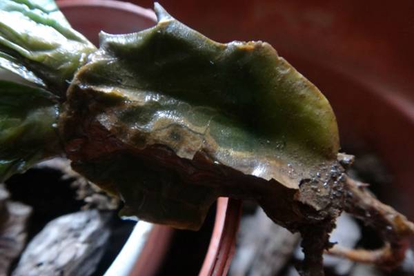 被水浇死的盆栽,容易浇死的植物