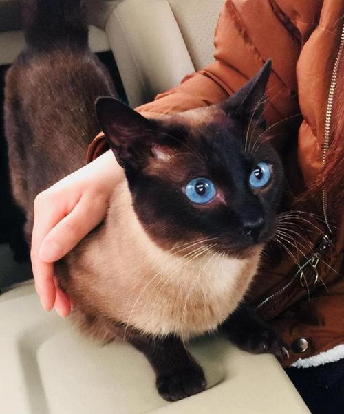 养猫首选这3种猫既便宜又好养,养猫和养狗哪个开销便宜点