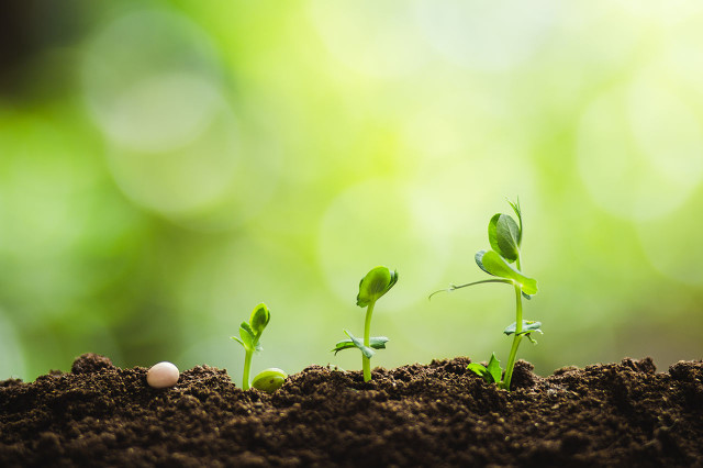 春天最好的生长过程,为什么春天长得最快