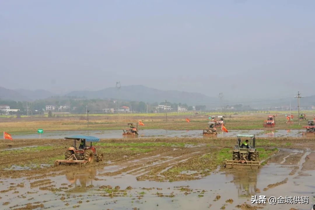 从联合到联盟：农业社会化服务力量的再整合