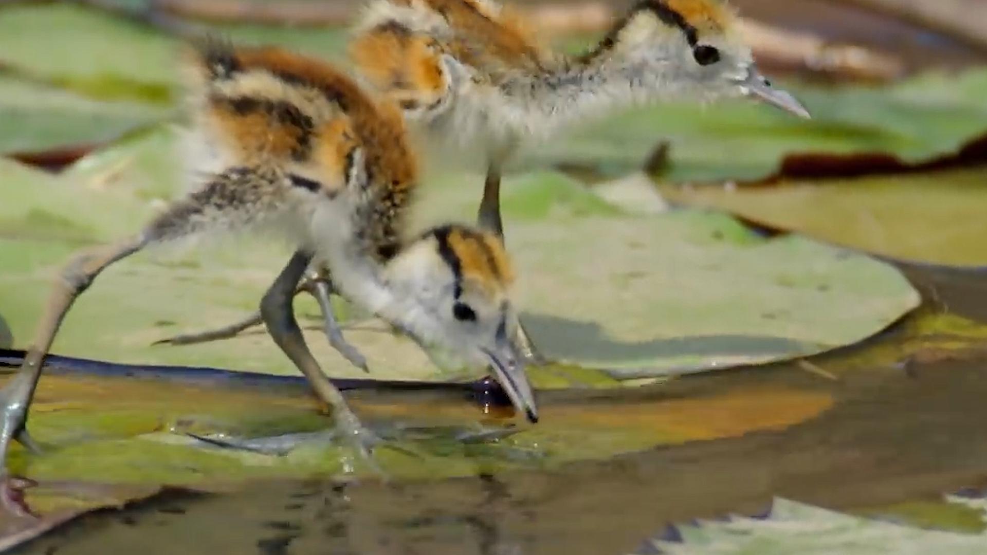 鸟类的大脚“奶爸”，为了躲避鳄鱼追杀，一秒变身“夹娃娃鸡”