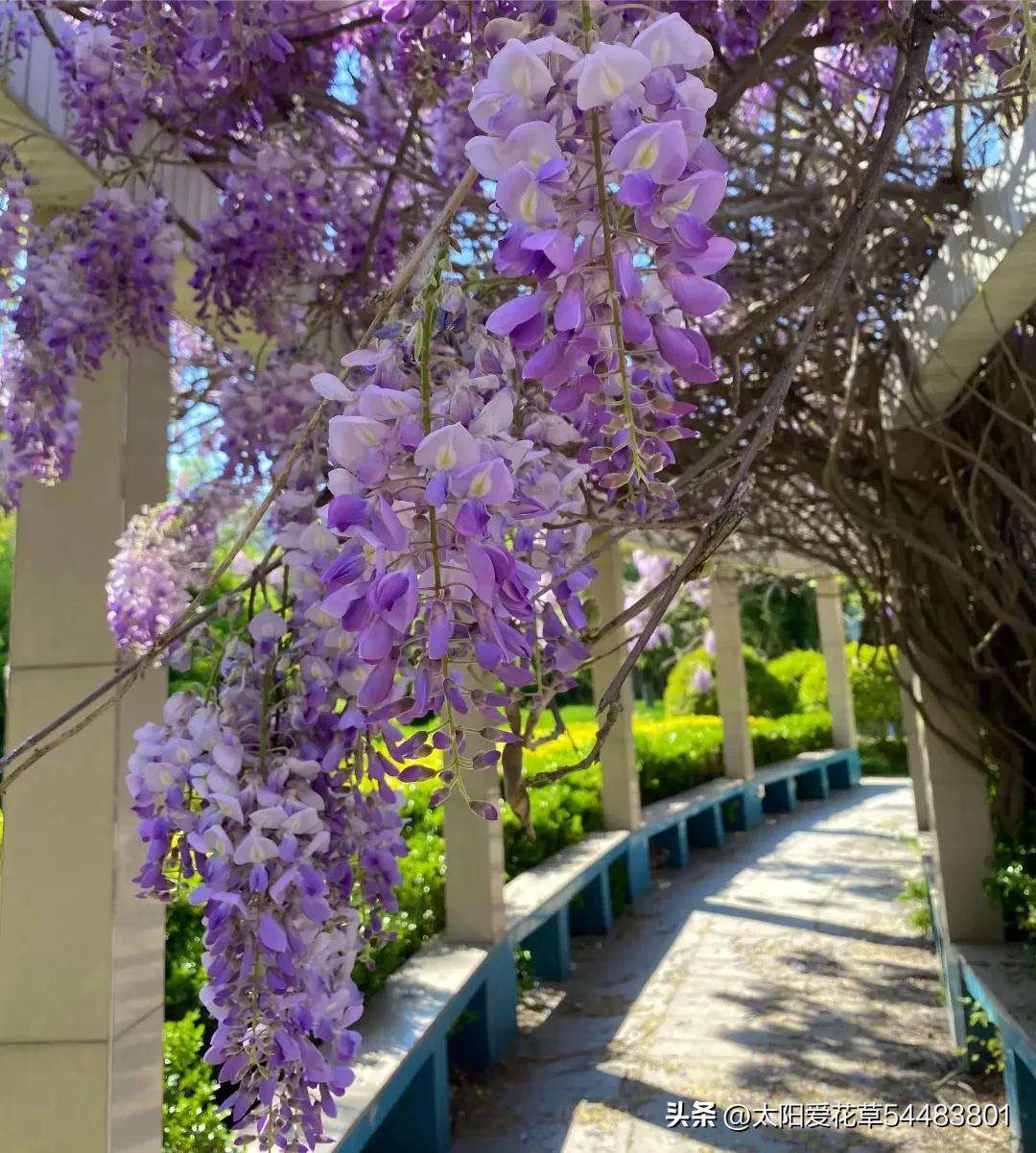 种树风水讲究五棵,院中种哪五种树最好风水
