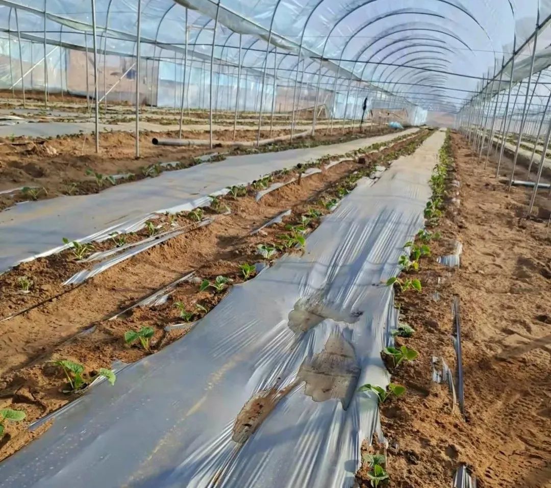 高质量发展看鄂尔多斯丨鄂托克前旗：无土栽培好“钱”景增产增效还节水