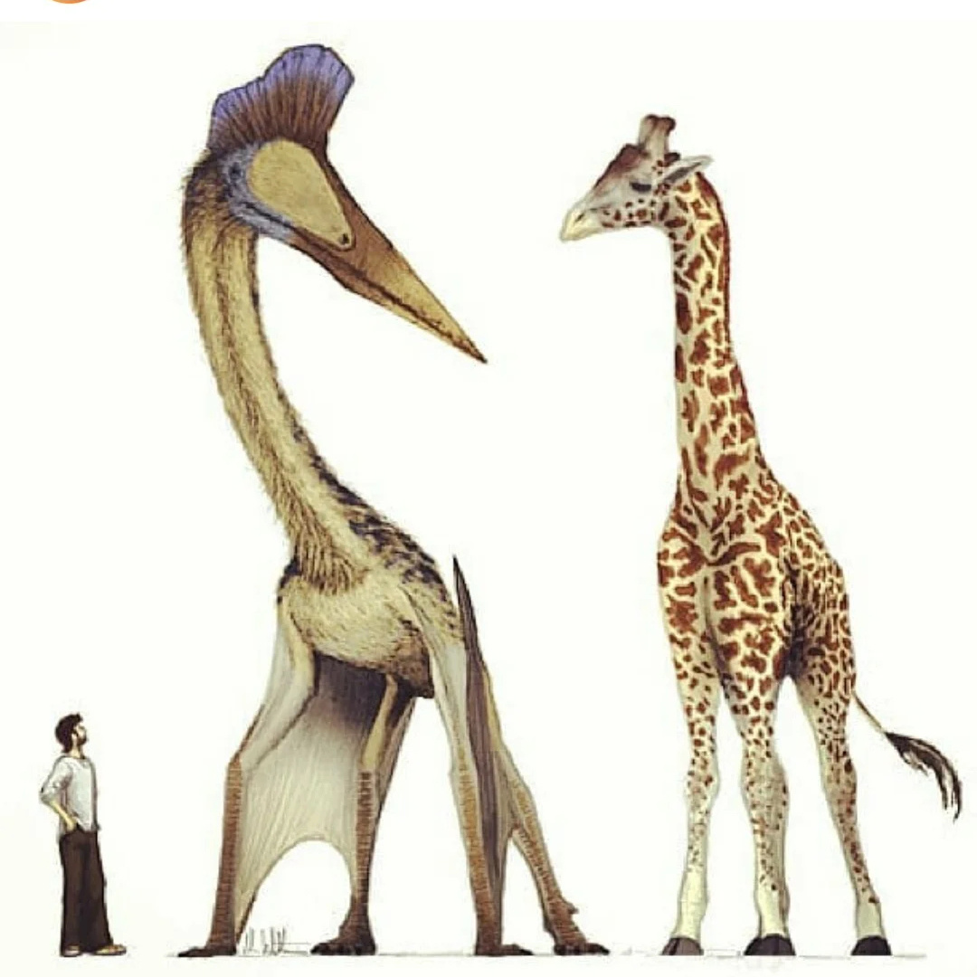 31张诡异生物照片,31张罕见的海洋生物照片