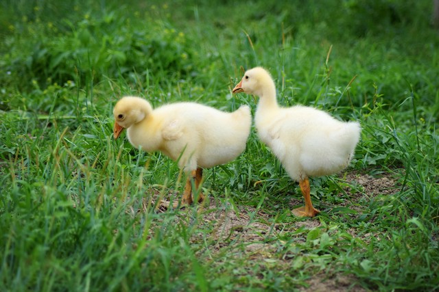 养鹅鹅蛋可以卖钱吗,养鹅鹅蛋多少钱一个