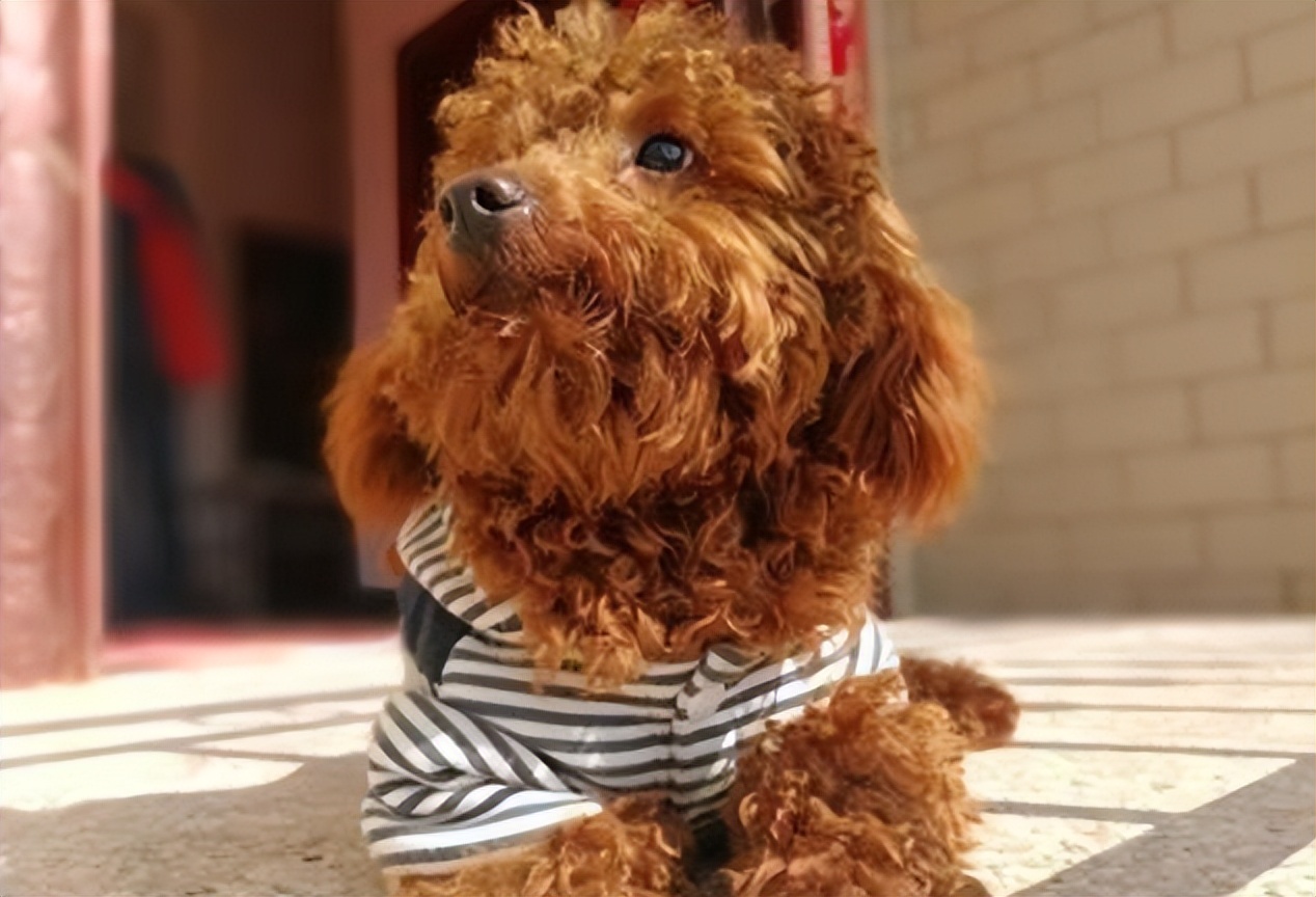 刚到家的泰迪幼犬拉稀怎么办,泰迪养育手册