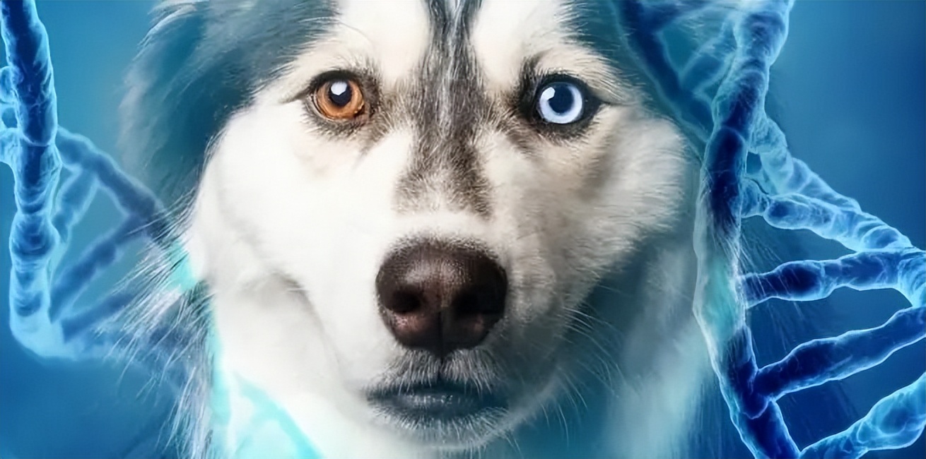 狗是从汪星人进化而来的吗,汪星人与狗狗的区别