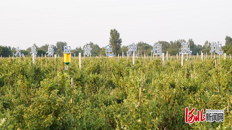 河北巨鹿县：打造全产业链发展格局小小金银花“种出”大产业