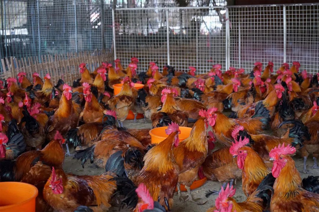 三联鸡鸭市场在哪里,三联市场家禽