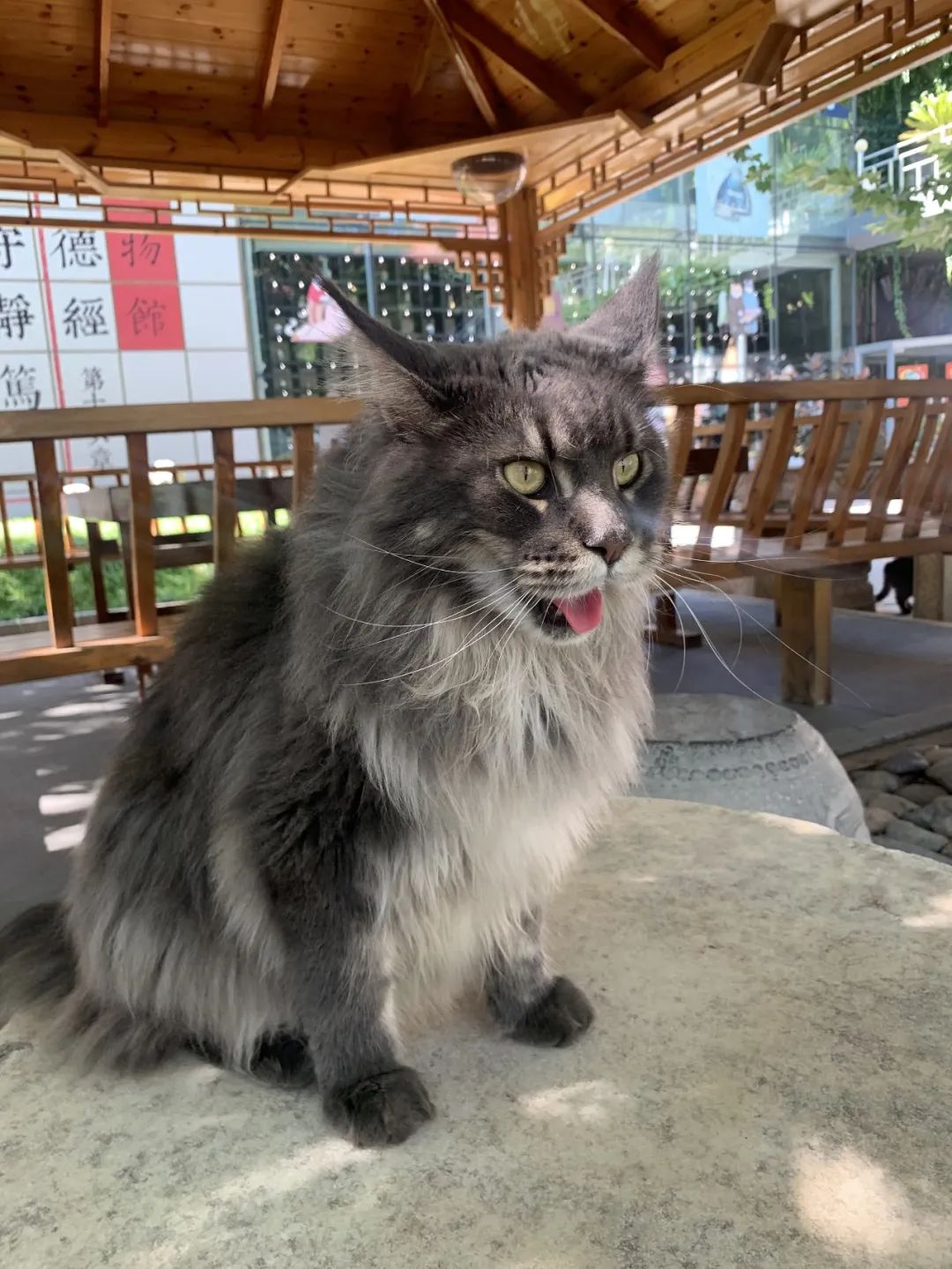 社恐小猫咪的安全感,社恐小猫咪为什么突然想出门了