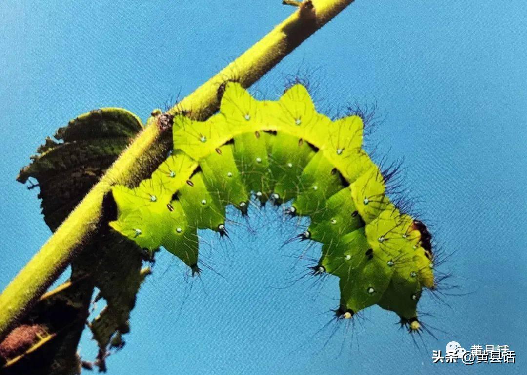 下河抓鱼最好的办法,下河抓鱼是怎么抓的