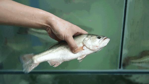 智商税电动牙刷怎么样,电动牙刷换刷头是不是智商税