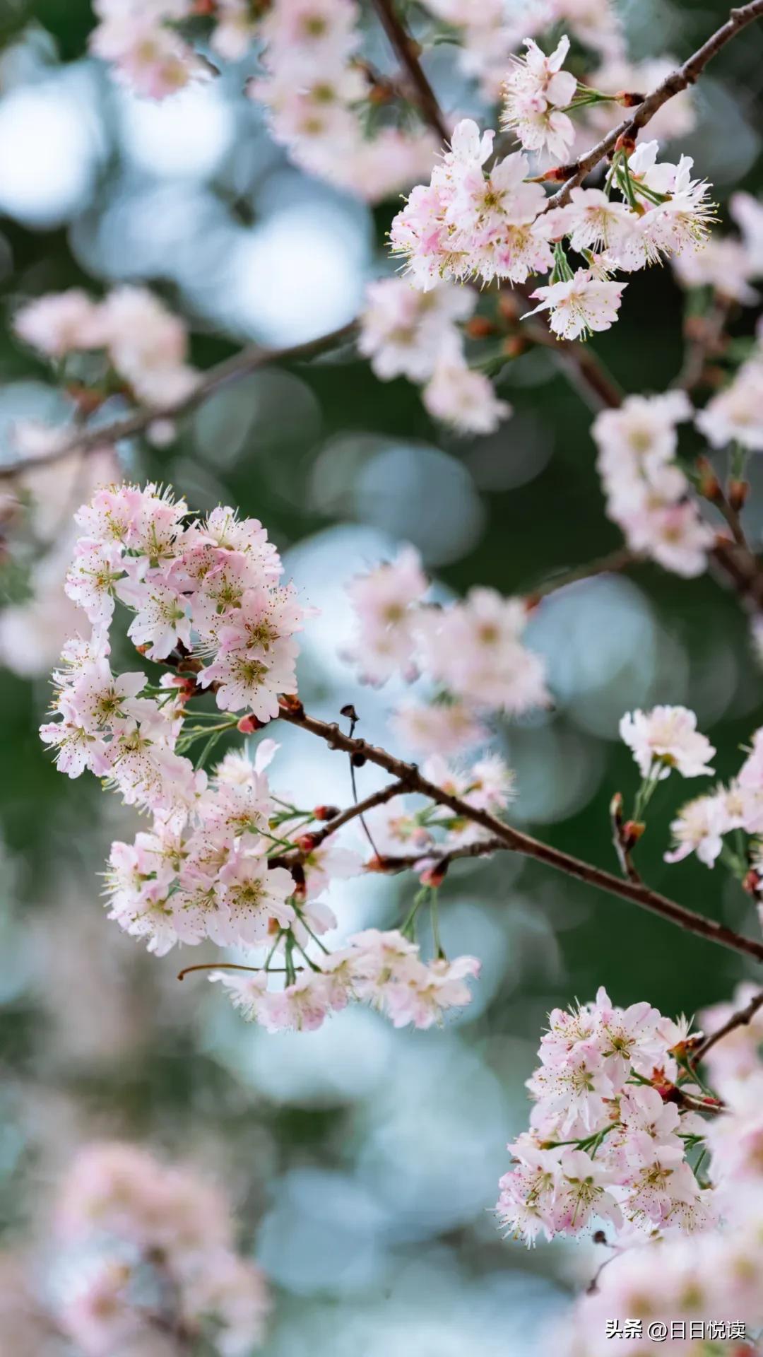 湖北荆州：石首“繁花”上大分↑即将刷爆朋友圈！