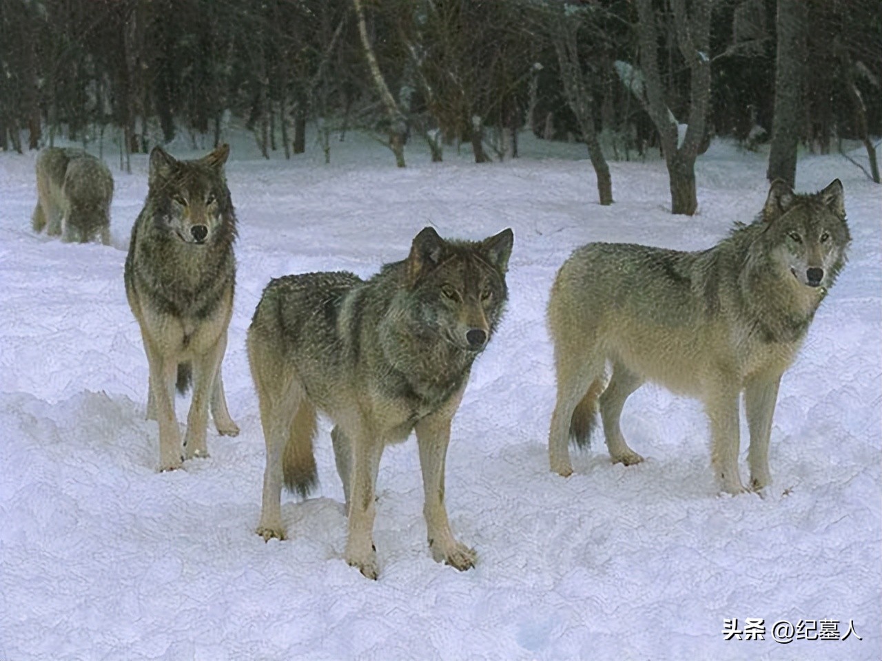 64年勘测队遭遇凶猛狼群，战士心软投喂食物，头狼带群狼前来报恩